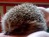 Hedgehog Rescue Rochdale Logo