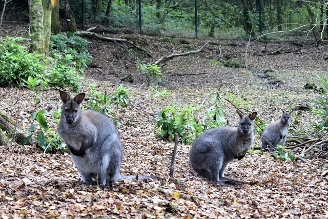 The flamingos share their enclosure with wallabies