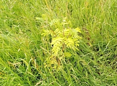 A sapling sits in Balderstone Park along with 49 others planted