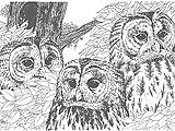 Three Owls Bird Sanctuary