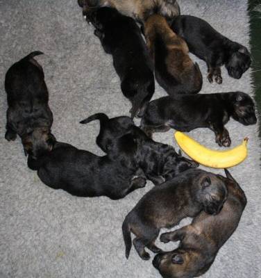 The picture shows how the puppies arrange themselves when sleeping (the banana is just to give some scale to the size of the puppies)