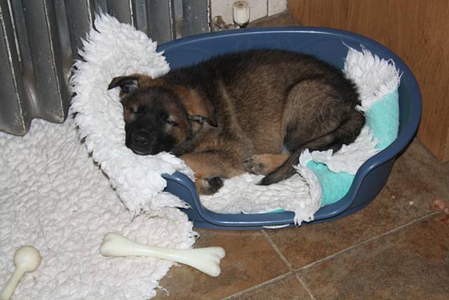 Seven-week-old puppy is sound asleep so we can leave him in his pen for the night