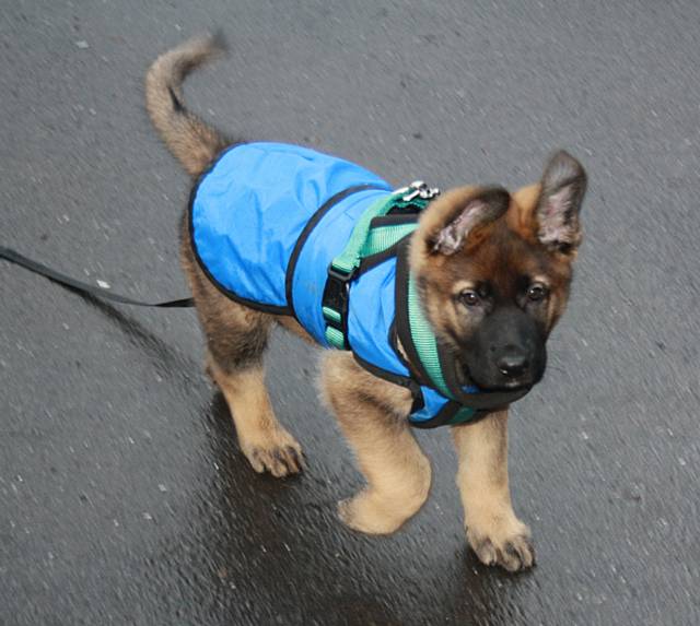 The puppy has a long line attached to a harness so that he can be kept safe