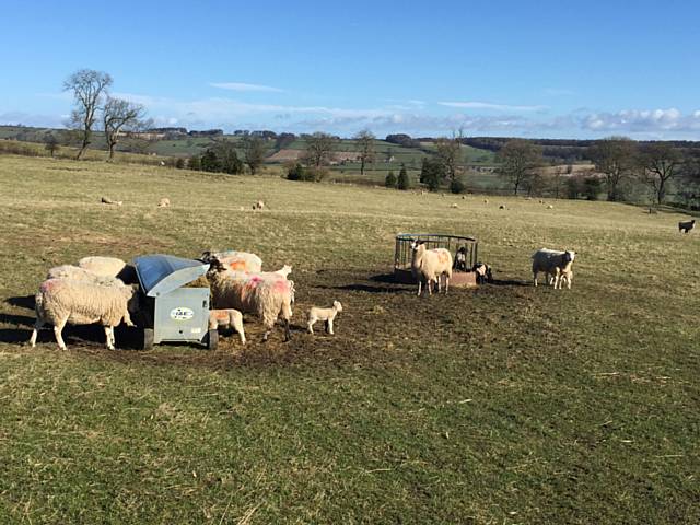 Keep your pets under control in the countryside – that’s the message to dog owners as the lambing season gets underway