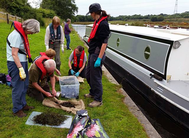 More than 2,000 Floating Water Plantain, Luronium natans plants were introduced back into sections of the Rochdale and Huddersfield Canals 