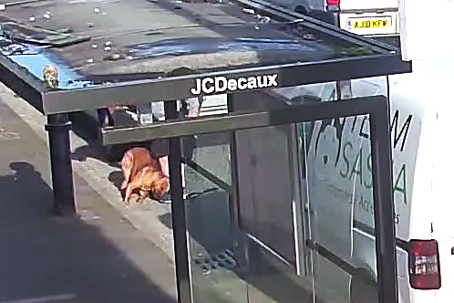 Man caught on CCTV beating dog in Castleton