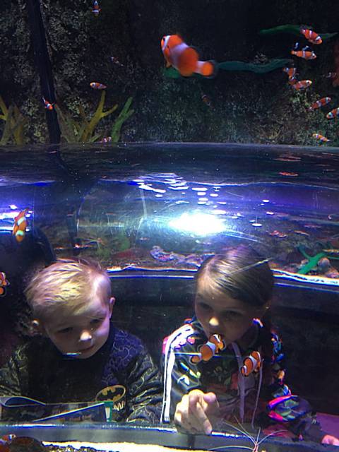 Luca and Ellie find Dory at Sea Life Manchester