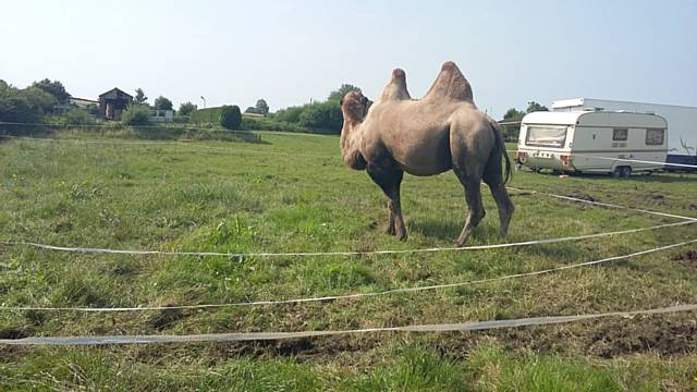 Big camel Kashmir - Circus Mondao