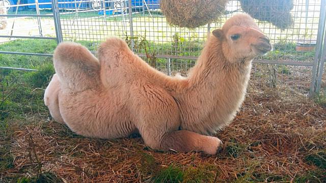 Circus Mondao's baby camel, Kachana, pictured in 2016