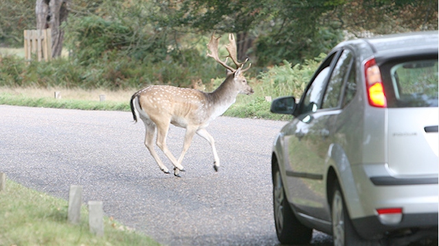 Deer collisions peak as many of the animals cross roads seeking new territories