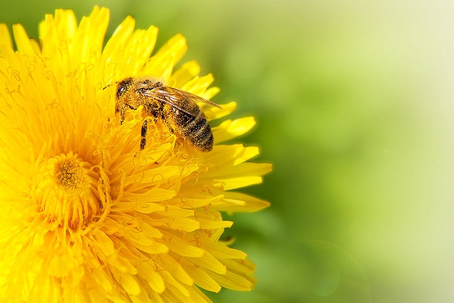 Stock image of a honeybee