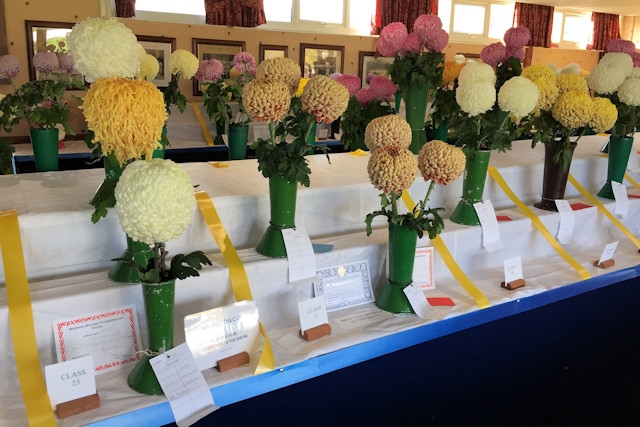 Some of the magnificent chrysanthemum displays
