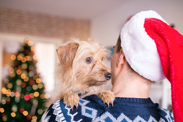 Pet-proof your home this Christmas to avoid an unnecessary emergency trip to the vet