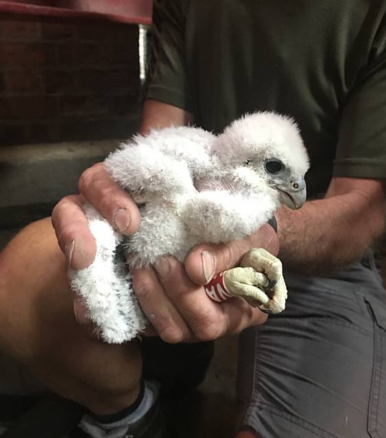 One of the 2017 fluffy peregrine falcon chicks