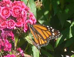 Rare Monarch butterflies seen in Rochdale Cemetery at the Garden of Remembrance