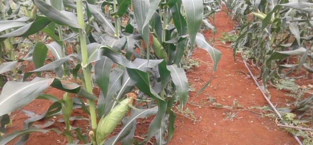 Francis Machira’s farm planted with maize in Zai Pits, small water harvesting pits