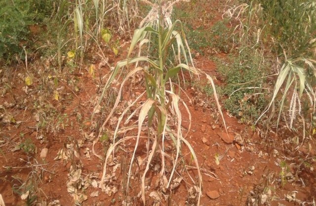 Francis Machira’s farm planted with maize and green grams without Zai Pits