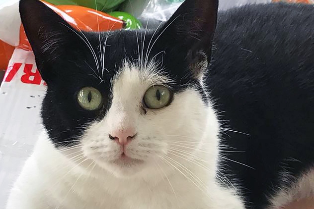 Betty, the cat who inspired Bluebell Cat Rescue and Rehoming