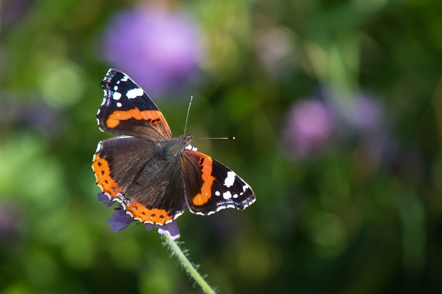 Red Admiral Butterfly thrives despite wet summer