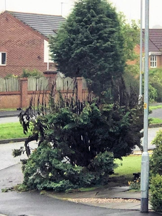 A number of trees have been vandalised recently on the Caldershaw estate