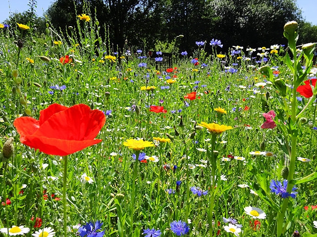 wild flower meadow 