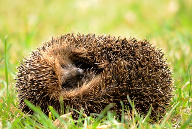 Hedgehogs are at risk