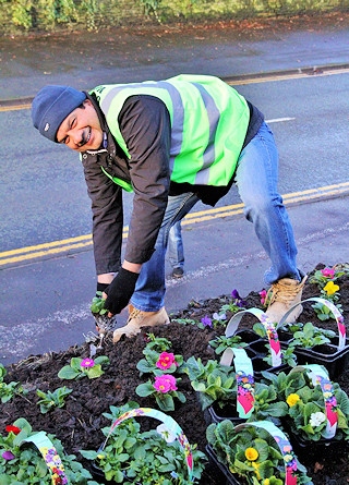 Hundreds of primroses and pansies were planted for the winter floral display