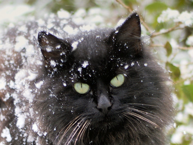 Older cats should be kept inside during extreme cold snaps and even healthy, young cats must have easy access to shelter and warmth