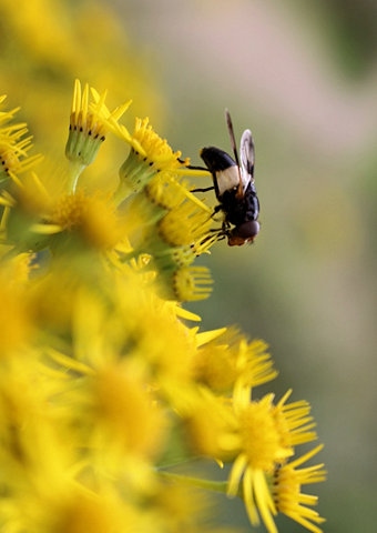 Grow a few weeds and help Britain’s bees