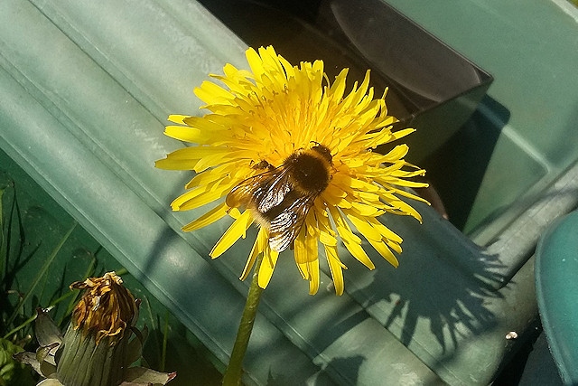 A garden bumblebee queen, resting on a dandelion