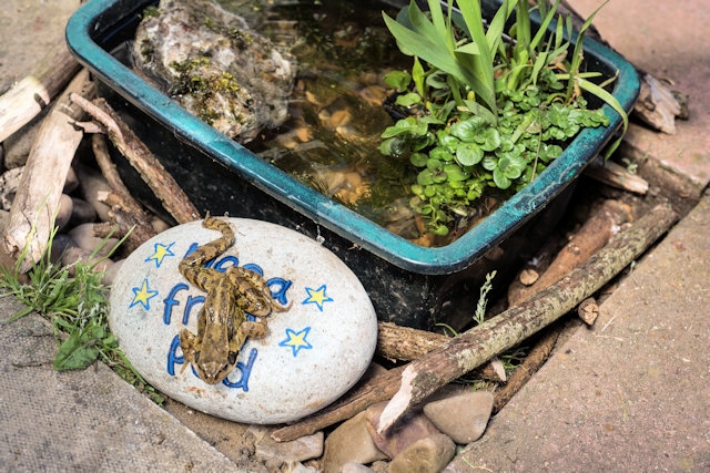 Creating a simple pond for frogs
