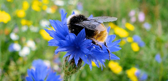 A bumblebee on a wildflower