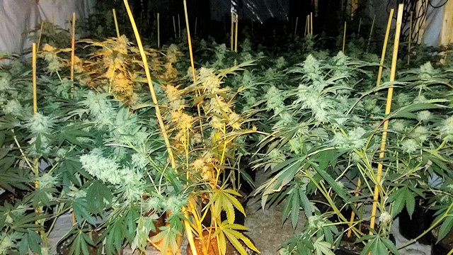 Cannabis plants seized in Shawclough