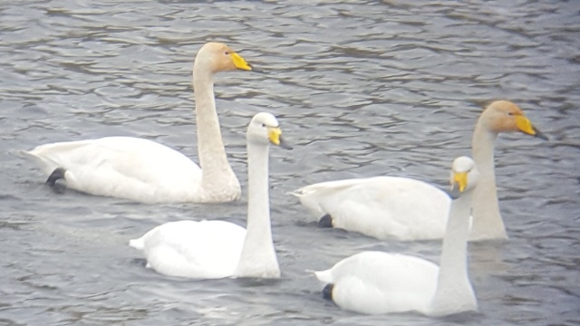 Whooper Swans are different from the resident Mute Swan, the most instantly recognised feature is the big yellow and black beak