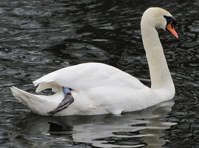 Mute Swan, with the orange and black beak 
