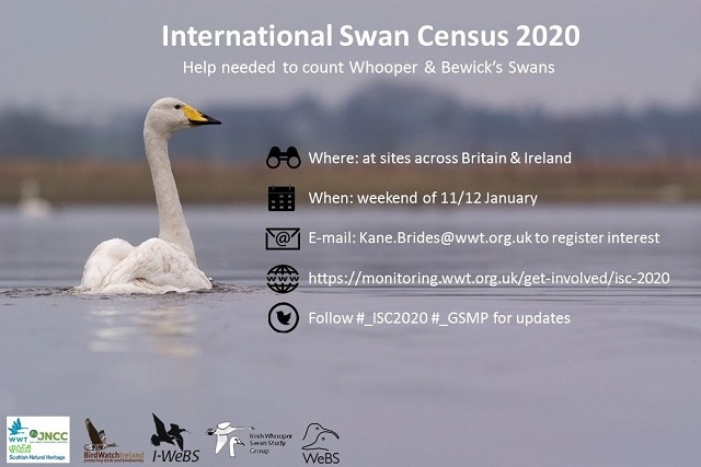 International swan census in January 2020
