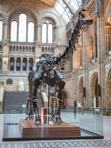 Dippy arrives in Rochdale next month