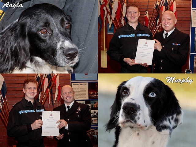 Aayla and Murphy have just qualified as drugs, firearms and cash detection dogs 