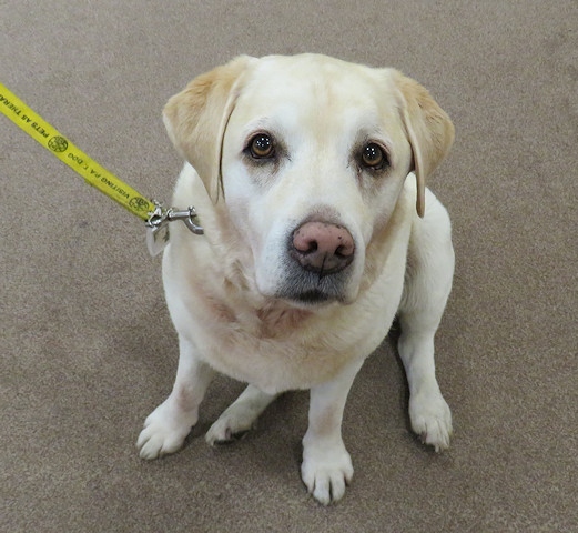Oli, one of Springhill Hospice's Pets as Therapy dogs