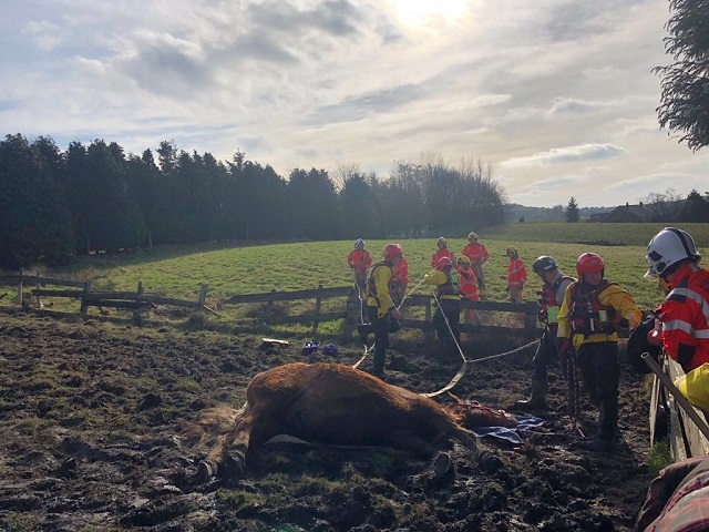 Firefighters rescue horse from mud