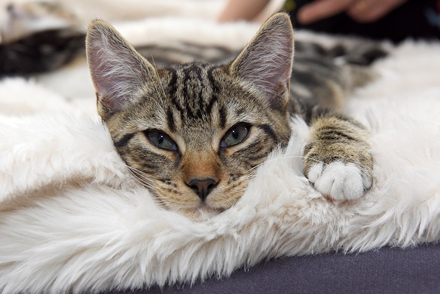 Neutering cats from four months old – the same age as when a female can become pregnant – will have a significant impact on the number of unplanned litters