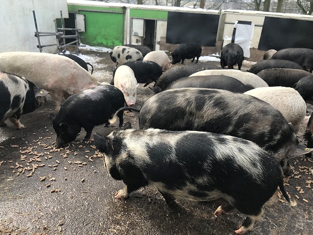 Pigs at Pig Inn Heaven