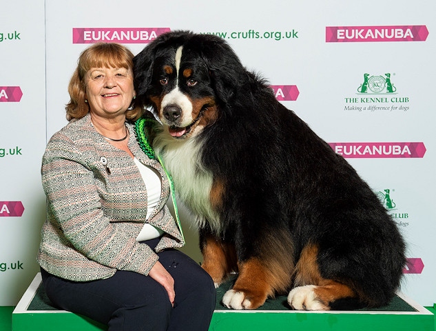 Carole Hartley-Mair and her Bernese Mountain Dog Milo who won Best of Breed at Crufts