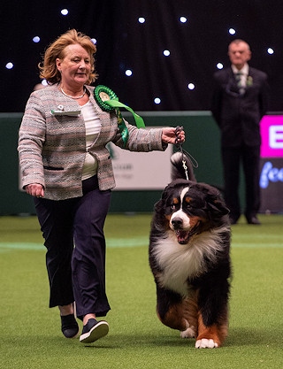 Carole Hartley-Mair and her Bernese Mountain Dog Milo who won Best of Breed at Crufts