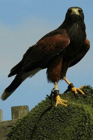 Harry the Harris hawk, with its Jesse's and leach attached