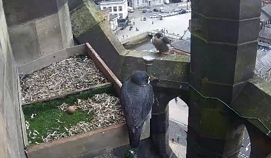 The nesting peregrine falcons with their first egg of 2019