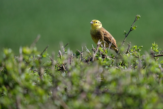 Yellowhammers are typically associated with hedgerows