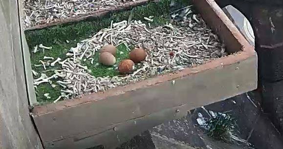 The four eggs in the clock tower nest box