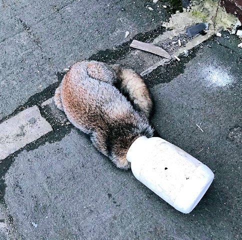 Litter warning issued after fox cub with head stuck in jar 