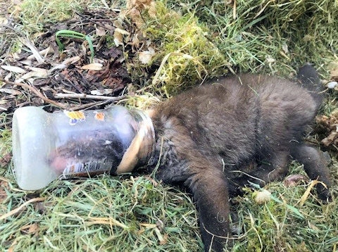 Litter warning issued after fox cub with head stuck in jar